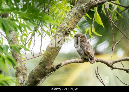 gufo della giungla barrato o gufo della giungla, gufo, radiatum del glaucidium, adulto singolo appollaiato nell'albero, Sri Lakna Foto Stock