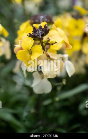 Primo piano di fiori gialli dell'Erysimum linifolium 'uccello giallo' in fiore. Conosciuto anche come il fiore d'occhiello. Profondità di campo ridotta Foto Stock
