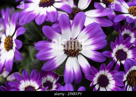 Belle falciatrici del Senecio Senetti con blu brillante e. petali bianchi in fiore durante la primavera Foto Stock