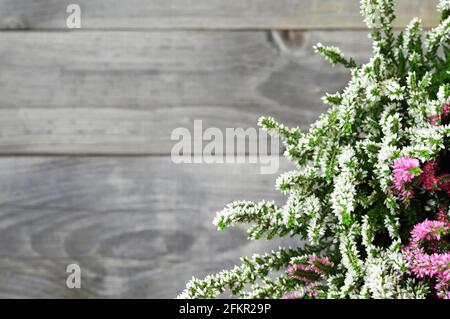 Heather fiori su sfondo di legno Foto Stock