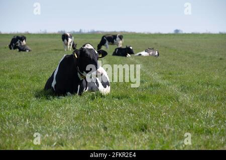 La mucca frisone bianco e nero ruminava pacificamente in un prato verde. Altre mucche sullo sfondo. Mettere a fuoco sulla testa dell'animale Foto Stock