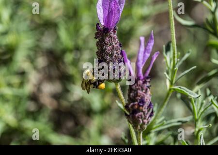 Un'ape singola che porta polline sulle gambe raccogliendo polline da una pianta di lavanda in una giornata luminosa e soleggiata in primavera Foto Stock