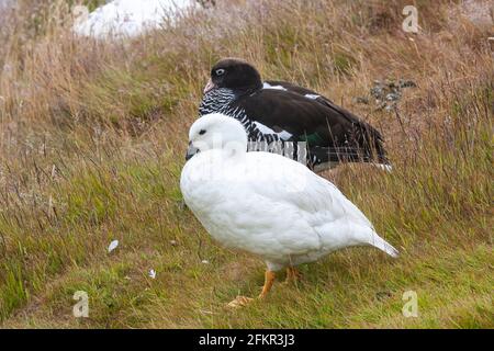 Kelp oca, Chloephaga Hybrida, adulto maschio e femmina in piedi su vegetazione corta, Isole Falkland, Islas Malvinas Foto Stock