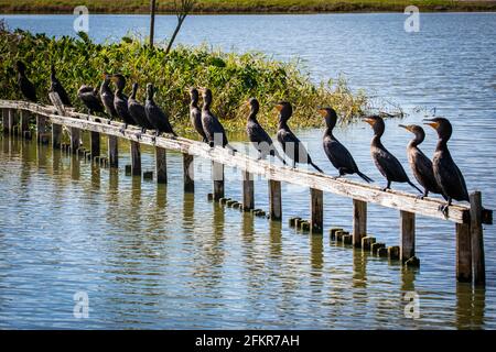 Gruppo di uccelli acquatici cormorani seduti sulla panchina sole Foto Stock