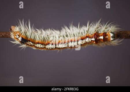 Hairy Caterpillar della Cape Lappet Moth 13132 Foto Stock