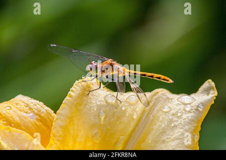 Sympetrum Species - Meadowhawk di Jane trovato a Phillipston, Massachusetts Foto Stock