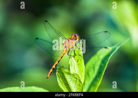 Sympetrum Species - Meadowhawk di Jane trovato a Phillipston, Massachusetts Foto Stock