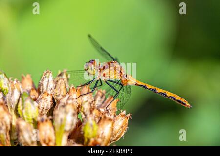 Sympetrum Species - Meadowhawk di Jane trovato a Phillipston, Massachusetts Foto Stock