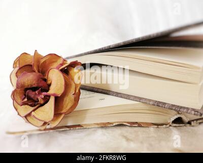 Colpo di closeup di rosa essiccata che posa su un libro aperto Foto Stock