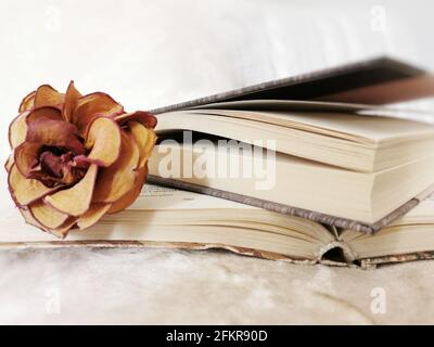 Colpo di closeup di rosa essiccata che posa su un libro aperto Foto Stock