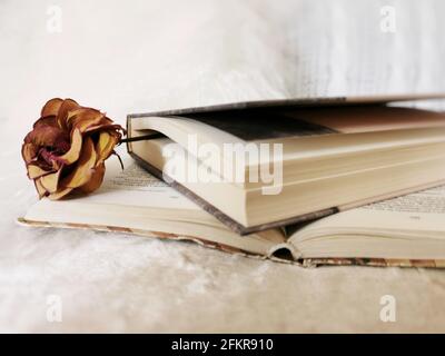 Colpo di closeup di rosa essiccata che posa su un libro Foto Stock