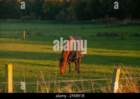 Un solo cavallo nella luce dorata del sole che tramonta mangiando erba. Foto Stock