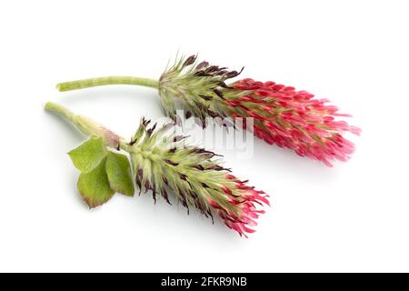 Crimson trifoglio fiore testa isolata su sfondo bianco. Trifolium incarnatum L Foto Stock