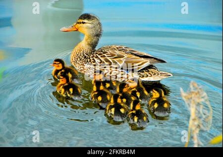 Madre d'anatra di Mallard e anatroccoli che nuotano vicino alla riva del Lago superiore in una giornata estiva. Foto Stock