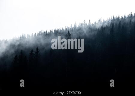 Foresta magica con sole mattutino che si inforta attraverso la nebbia - foto di paesaggio iride e sognante Foto Stock