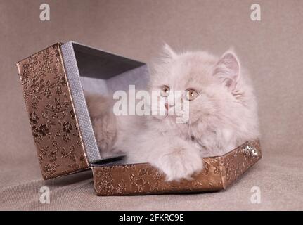 Simba il Kitten britannico Longhair Foto Stock