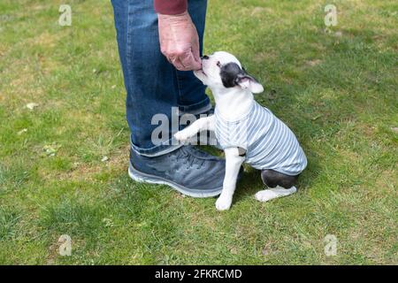 Un cucciolo di Boston Terrier riceve una ricompensa per essere seduto da un uomo. Sta addestrando il cane piccolo. Il cucciolo indossa un ponticello a strisce. Foto Stock