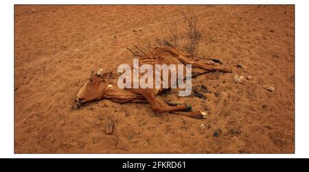 CRISI DELLA FAME IN MAURITANIA Vedi storia McCarthy Il bestiame morto ha cucito il semi-deserto nella regione colpita dalla siccità Di Mauritania.Fotografia di David Sandison Foto Stock