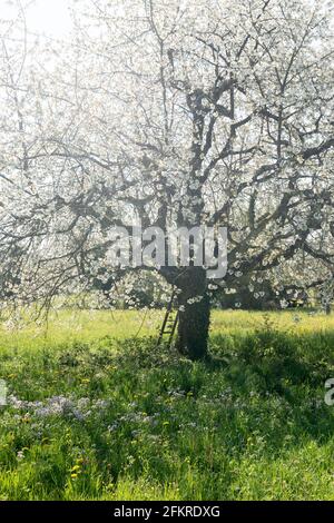 Fiore grande ciliegio in prato verde con mayflower in primavera. Scala sul tronco dell'albero. Verticale. Foto Stock