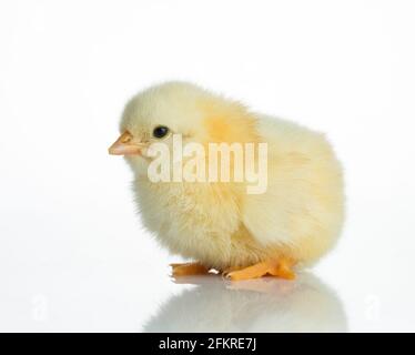 Pulcino giallo neonato sul tavolo bianco Foto Stock