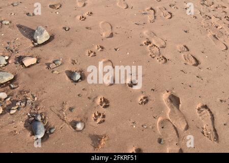 Orme nella sabbia Foto Stock