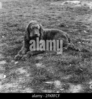 Labradoodle cane nel giardino Hampshire, Inghilterra, Regno Unito. Foto Stock