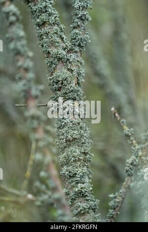 Dettaglio ravvicinato dei licheni che crescono sui rami degli alberi in un ambiente boschivo naturale Foto Stock