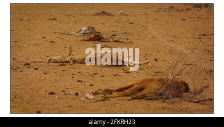 CRISI DELLA FAME IN MAURITANIA Vedi storia McCarthy Il bestiame morto ha cucito il semi-deserto nella regione colpita dalla siccità Di Mauritania.Fotografia di David Sandison Foto Stock