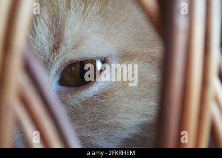 Primo piano dell'occhio marrone di un gatto beige che guarda attraverso le barre Foto Stock