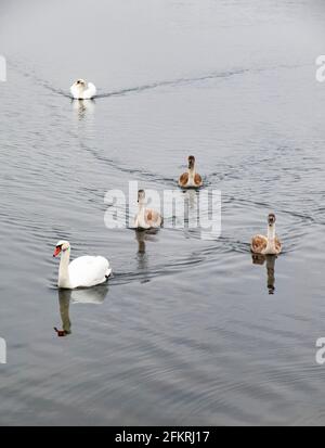 Whooper canta con gaffings Foto Stock