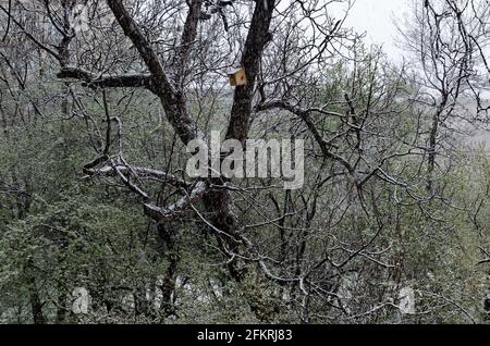 Una caduta di neve tardiva e pesante sui rami di alberi caduti, Sofia, Bulgaria Foto Stock