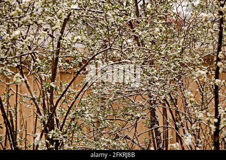 Una caduta di neve tardiva e pesante sui rami di alberi caduti, Sofia, Bulgaria Foto Stock