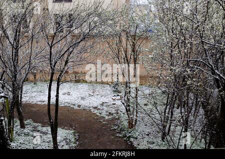 Una caduta di neve tardiva e pesante sui rami di alberi caduti, Sofia, Bulgaria Foto Stock