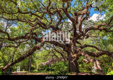 La Riserva Naturale costiera delle dodici querce prende il nome dalle numerose Live Oaks presenti nella proprietà, Quercus Virginiana, situata a Ocean Springs, Mississippi USA Foto Stock