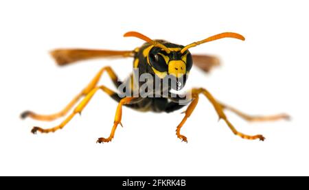 Giubbotto europeo in vespa tedesco o giallastro tedesco isolato su bianco Contesto in latino Vespula germanica Foto Stock