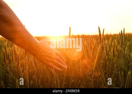 Primo piano della mano della donna che tocca grano spica, orecchio di grano verde su grande campo di coltivazione, luce tramonto arancione chiaro, cielo chiaro, orizzonte, fascio di sole filte Foto Stock