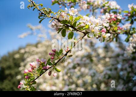 Ramo in fiore di mele con fiori bianchi e rosa contro il cielo blu nella campagna del Devon Foto Stock