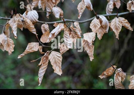 Foglie autunnali secche appese su recinzione metallica con sfondo verde sfocato Foto Stock