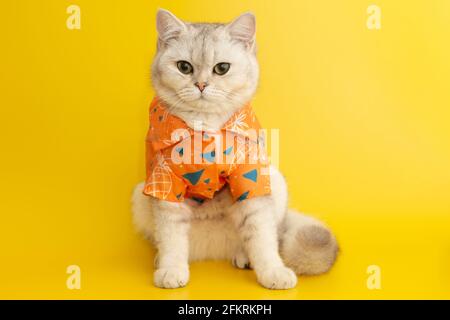 Il gatto bianco è indossare una camicia arancione, si siede lo sfondo giallo. Foto Stock