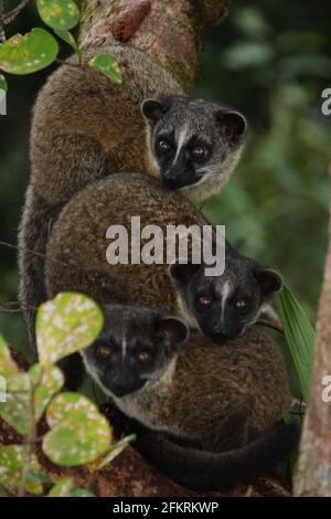 Piccolo gruppo di palme dentellate (Arctogalidia trivorgata) in habitat naturale nel Borneo Foto Stock