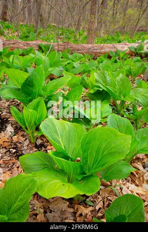 Cavolo spazzatura orientale (Symplocarpus foetidus), Shade Swamp Sanctuary, Connecticut Foto Stock