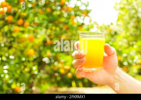 Primo piano di mani di giovane uomo che tengono un bicchiere pieno di succo fresco spremuto al giardino d'arancia, maschio alla piantagione di frutta. Rami, molte arance fruttage, Foto Stock