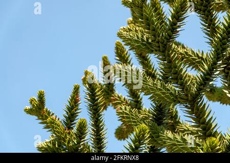 Araucaria araucana, albero puzzle scimmia o coda di scimmia. Vista delle foglie dell'Araucaria araucana, primo piano Foto Stock