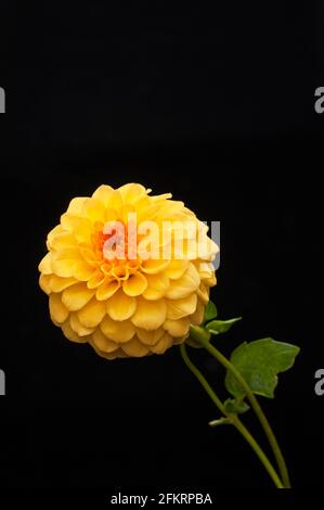 Primo piano di Dahlia Coup de Soleil con un nero Sfondo una dahlia decorativa che è estate fiorire UNA pianta e' decisamente difficile Foto Stock