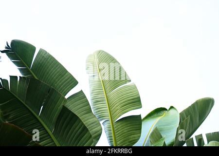 Gruppo di grandi foglie di banana verde di palma esotiche al sole su sfondo bianco. Fogliame di piante tropicali con tessitura visibile. simbolo privo di inquinamento Foto Stock