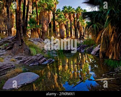 Riflessione in West Fork Palm Canyon Creek, Indian Canyons, Palm Springs, California Foto Stock