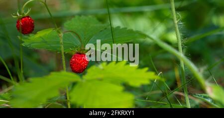 Cespugli di fragole selvatiche con bacche rosse in una radura di foresta al sole. Banner Foto Stock