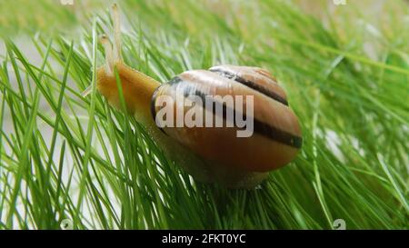 Invertebrate gasteropodi strisciando sul prato. Una lumaca d'uva su un prato verde. Foto Stock