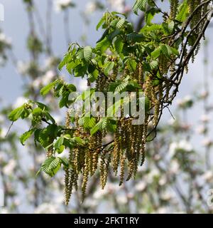 Fiori maschili del luppolo in faggio, Ostrya carpinifolia Foto Stock