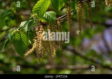 Fiori maschili del luppolo in faggio, Ostrya carpinifolia Foto Stock